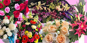 A Lazy Daisy Florist